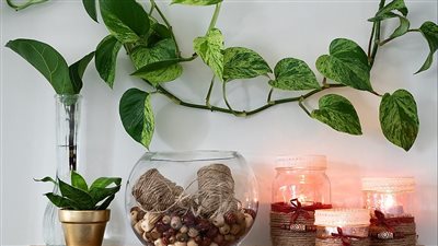 نباتات تطرد الحسد والعين من منزلك وتجلب البركة والسكينة