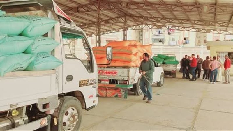 توريد القمح إلى الشون