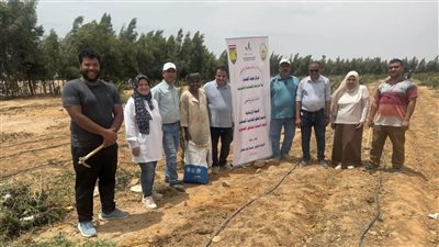 «بحوث الصحراء» ينفذ 10 حقول إرشادية لزراعة عباد الشمس الزيتى بجنوب سيناء