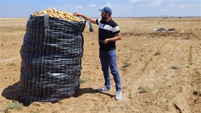 «الزراعة» تفحص أكثر من مليون طن بطاطس تمهيدا لتصديرها 