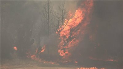 مجدي علام: حرائق إسرائيل تعود جزئيًا لتخمر أوراق الأشجار 