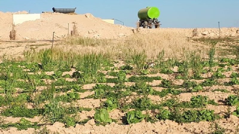 المحاصيل الزراعية