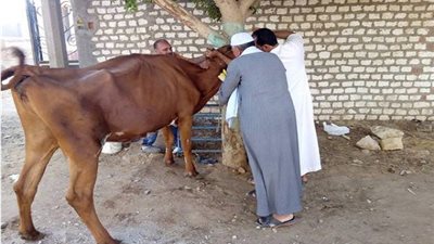 بدء الحملة القومية الثانية لتحصين الماشية ضد الحمى القلاعية بالمنيا | غداً
