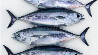 اليوم العالمي للتونة 2025: تعرف علي أنواعه وأهم فوائده 