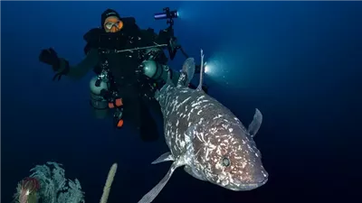 بعد اختفاء 70 مليون سنة.. سمكة 