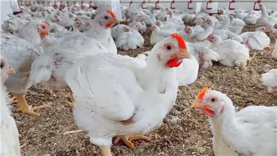 انخفاض أسعار الفراخ البيضاء والساسو والبانيه.. والكتكوت يتراجع 8 جنيهات