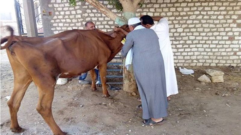 ارشيفية
