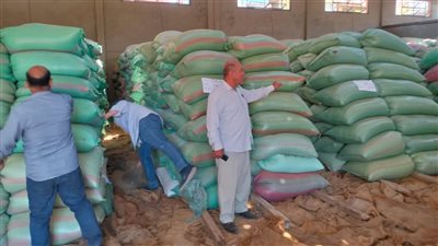 المنيا تعزز مخزونها الاستراتيجي.. توريد 111 ألف طن قمح حتى الآن في موسم 2025