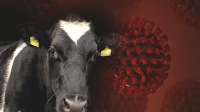 رصد انتشار صامت لـ إنفلونزا الطيور شديد الضراوة بين الأبقار في أمريكا