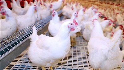 تحرك جديد في أسعار الدواجن والبانيه اليوم بالأسواق.. الكيلو يرتفع 4 جنيهات