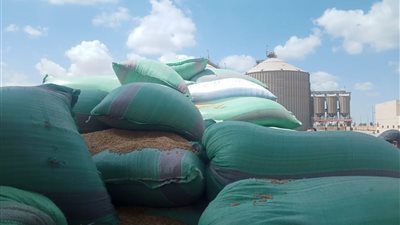 التموين: توريد 47 ألف طن قمح محلي من المزارعين في بني سويف |صور