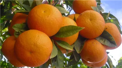 مصر الأولى عالميًا في تصدير الموالح بعائدات تجاوزت 1.1 مليار دولار