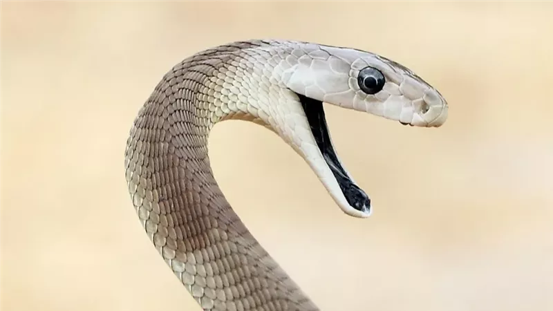 المامبا السوداء،