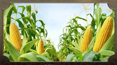 هل يجوز شراء المزروع قبل حصاده؟.. مركز الفتوى الإلكترونية بالأزهر يجيب