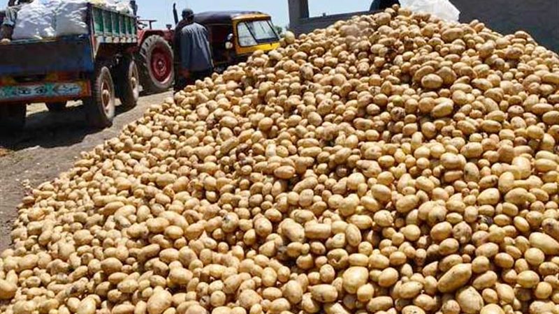 البطاطس