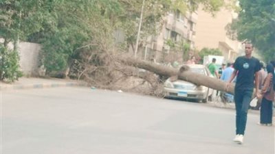سقوط شجرة يتسبب في تحطم سيارة بمحيط ميدان الرماية دون إصابات