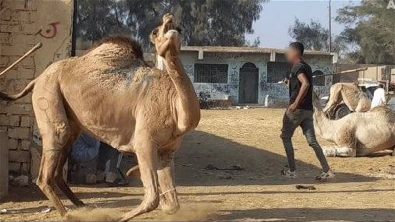 صورة منقولة عن موقع