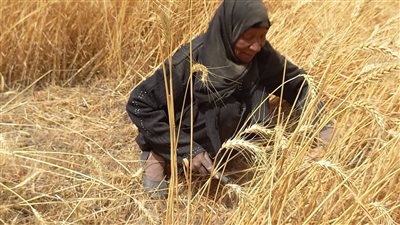 50 سنة من الشمس والحصاد .. «باتعة القوصي» تغني للقمح وتزرع الأمل