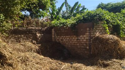  الصور الأولى لـ مصرع طفلتين تحت أنقاض جنينة في الحلفاية بقنا