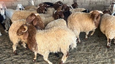 هل يجوز الجمع بين نيتين في ذبيحة واحدة؟ دار الإفتاء توضح حكم الأضحية والوكيرة 