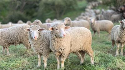 محظورات المضحي من النساء في عيد الأضحى.. وهل تجوز من الحائض؟