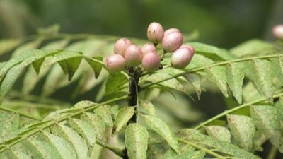 فوائده هتفاجئك.. ماذا يحدث لجسمك عند شرب ماء أوراق الكاري كل صباح؟