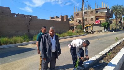 زراعة 70 شتلة من أشجار الكينو كاربس بطريق الحمر والجعافرة في قنا (صور)