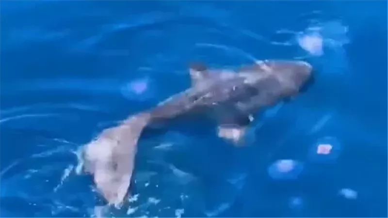 سمكة الشمس