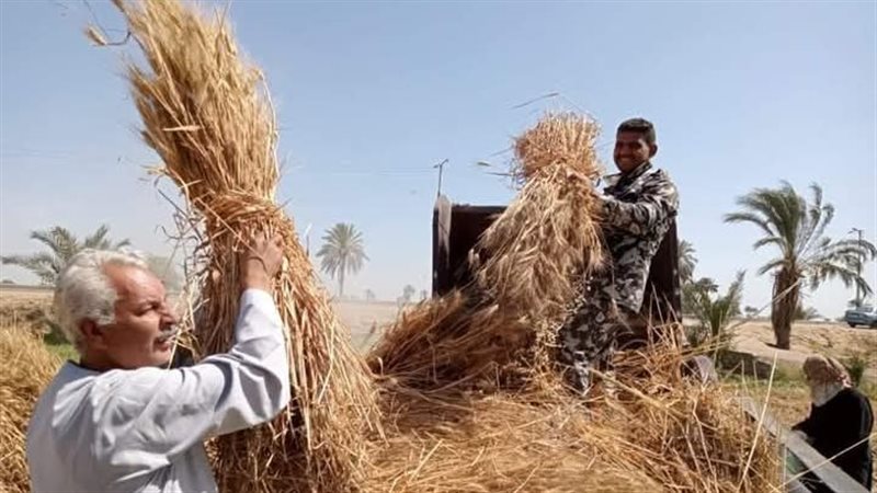 موسم حصاد القمح 