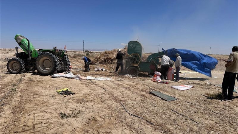 متابعة حصاد محصولي