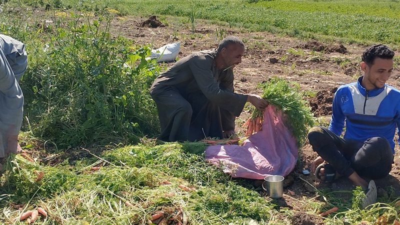 محصول الجزر بقنا