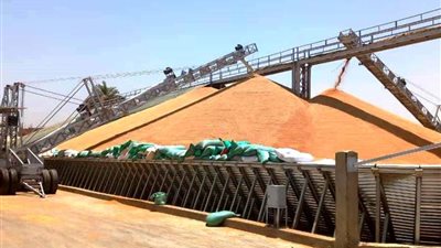 توريد 82 ألف طن قمح منذ بدء موسم التوريد في سوهاج |صور