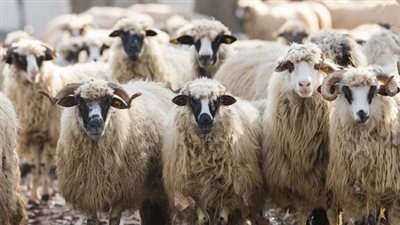 كيفية إختيار الأضحية المناسبة.. دليل خطوة بخطوة لضمان أضحية سليمة وآمنة