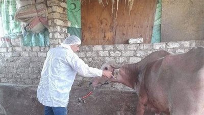 تحصين 331 ألف و466 رأس ماشية منذ بدء أعمال حملة التحصين بالمنوفية 