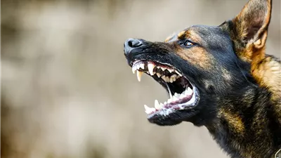 قانون جديد يلزم حائزي الحيوانات الخطرة بضوابط صارمة لحماية المجتمع