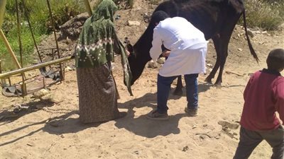 حملات تفتيش وتحصين مكثفة وقوافل بيطرية مجانية بالإسماعيلية