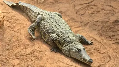 تمساح في قلب الجيزة.. لغز الزاحف الغامض بشوارع حدائق الأهرام