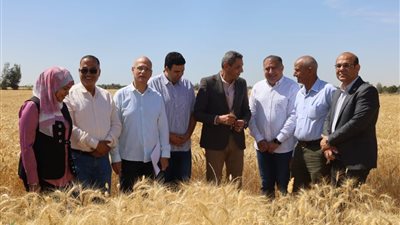 محافظ السويس يفتتح موسم حصاد القمح من قرية الشلوفة |صور