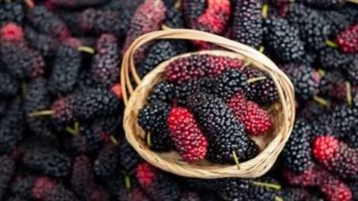 الشاي والتوت.. دراسة تكشف مفتاح جديد للشيخوخة الصحية وحماية الدماغ