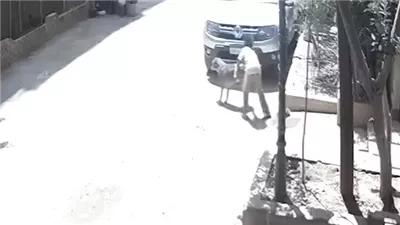 إخلاء سبيل الطفل السوداني في واقعة تحرش بكلبة في الأهرام 