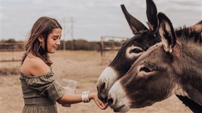 في اليوم العالمي للحمار الأليف.. حقائق لا تعرفها عن 