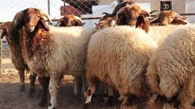 طبيب بيطري لنيوز رووم: هذه العلامات تكشف لك اللحوم الفاسدة والسليمة