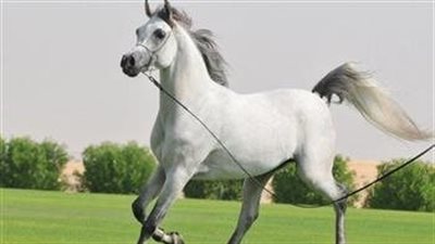 طريقة تمييز الخيول العربية الأصيلة.. وهذه أنواعها  | فيديو