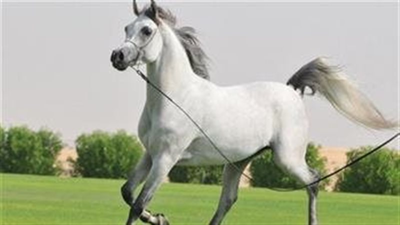الخيل العربي