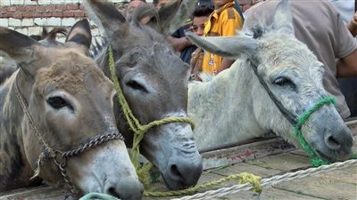 «هي الحمير راحت فين؟» نقيب الفلاحين يكشف أسباب تناقصها من 3 إلى أقل من مليون 