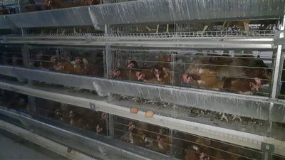 من رمال الصحراء إلى المائدة.. قصة نجاح مزارع شوشة للدواجن في المنيا