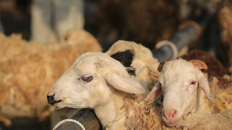 أضحية عيد الأضحى