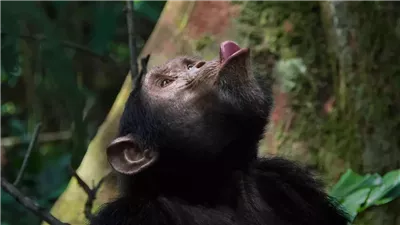 الشمبانزي يعزف الطبول للتواصل فى الغابات.. بصمة صوتية لكل فرد