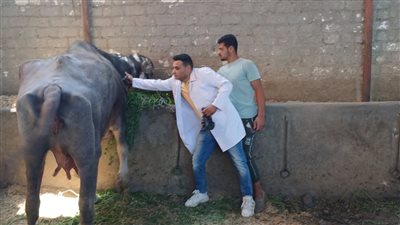 محافظ الفيوم: تحصين 113014 رأس ماشية ضد مرضي الحمى القلاعية والوادي المتصدع  