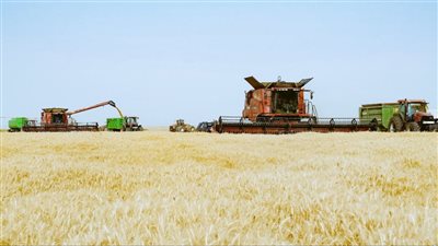 محافظ أسوان: توريد 170 ألف طن من القمح بالصوامع والشون والبناكر 